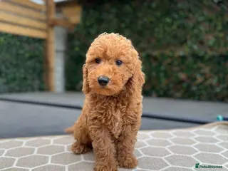 Cavapoo dogs 🐶 Gorgeous Red F1B Boy left 🐶 - Advert 13