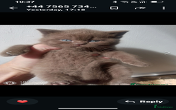 British Shorthair cats for sale: Last black boy  Teddy bear BSH - Image 4