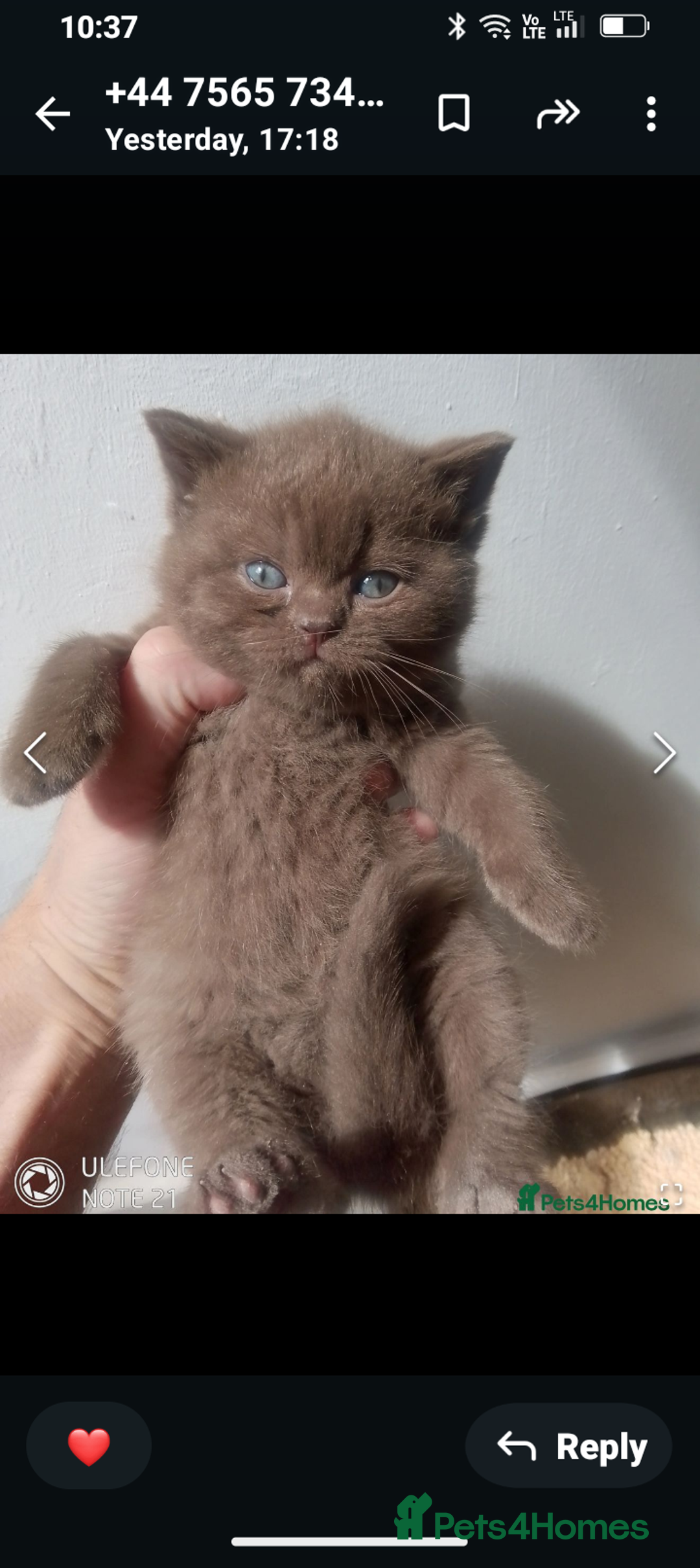 British Shorthair cats for sale: Last black boy  Teddy bear BSH - Image 4