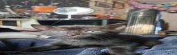 Bengal cats for sale: Bengal mix kittens  in Reading - Advert 9