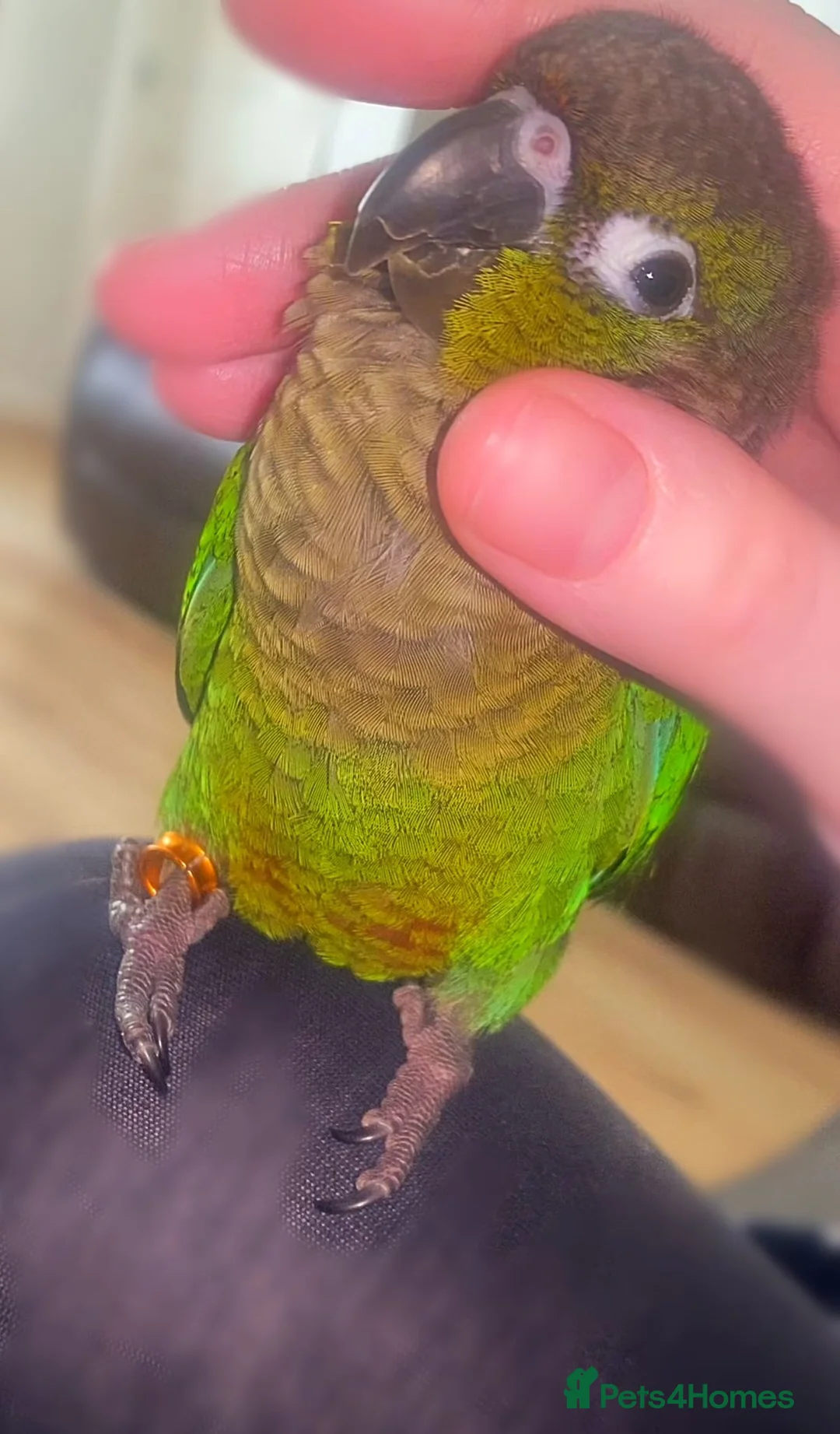 Conures birds for sale: Hnd reared tame conure indian ringnck and budgies  - Advert 2