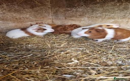 Guinea Pig rodents for sale: 8 week old + male guineapigs - Image 3