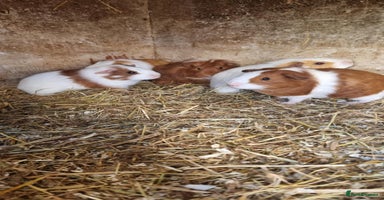 Guinea Pig rodents - Advert 4