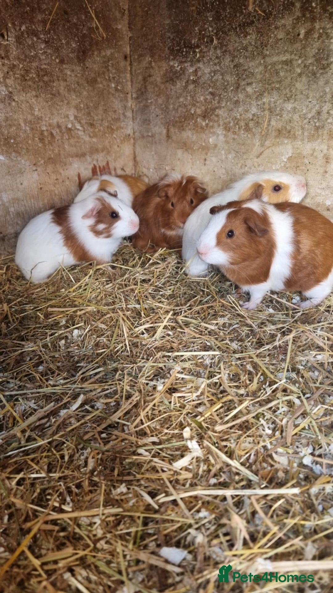 Guinea Pig rodents for sale: 8 week old + male guineapigs - Image 3