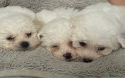 Bichon Frise dogs for sale: Pure Bred Bichon Frise Pups *REDUCED*  2 boys left - Image 3