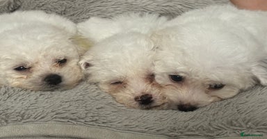 Bichon Frise dogs - Advert 11
