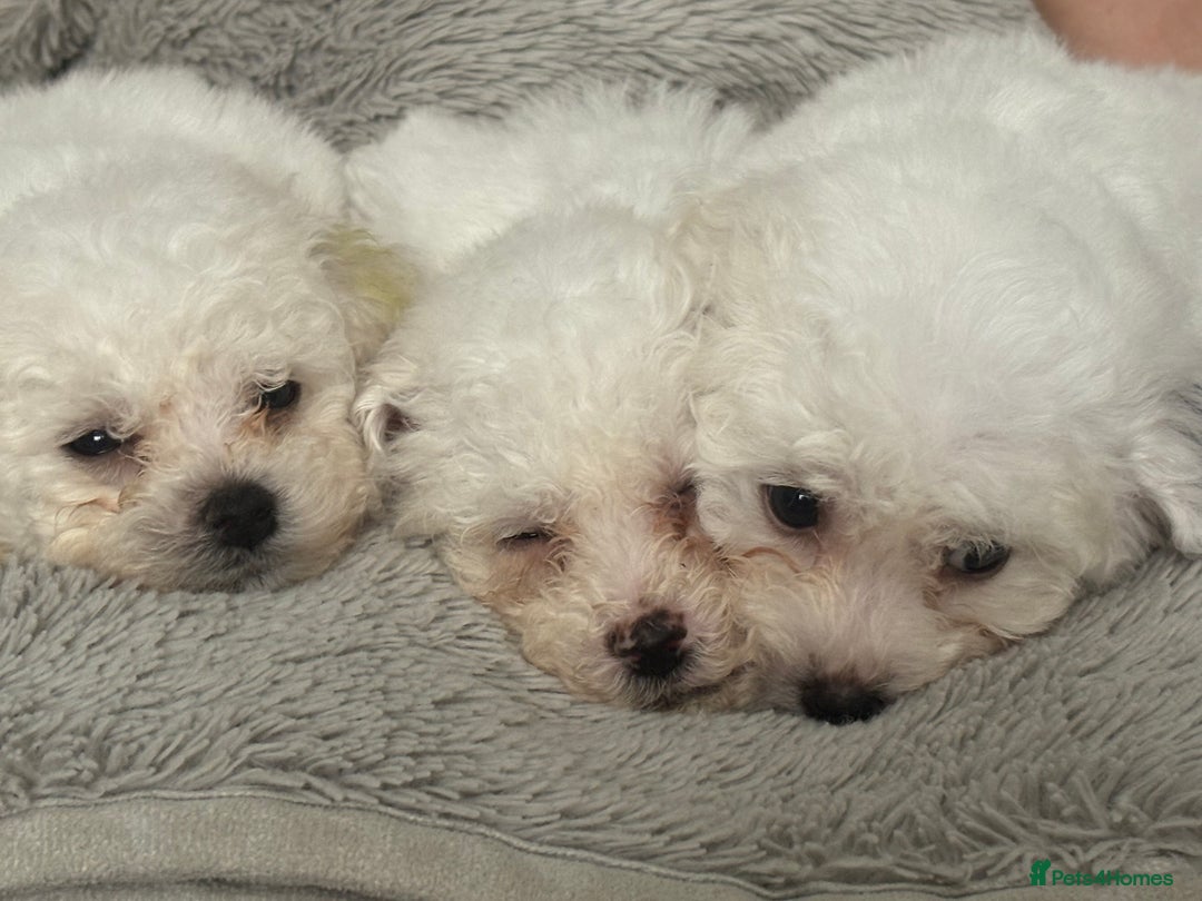 Bichon Frise dogs for sale: Pure Bred Bichon Frise Pups *REDUCED*  2 boys left - Image 3