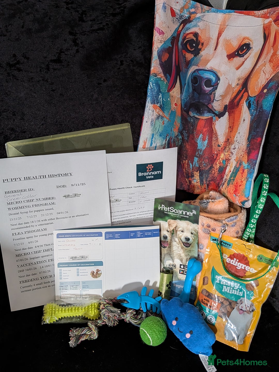 Labrador Retriever dogs for sale: 9 stunning Labrador retrievers 8 weeks old  - Advert 23