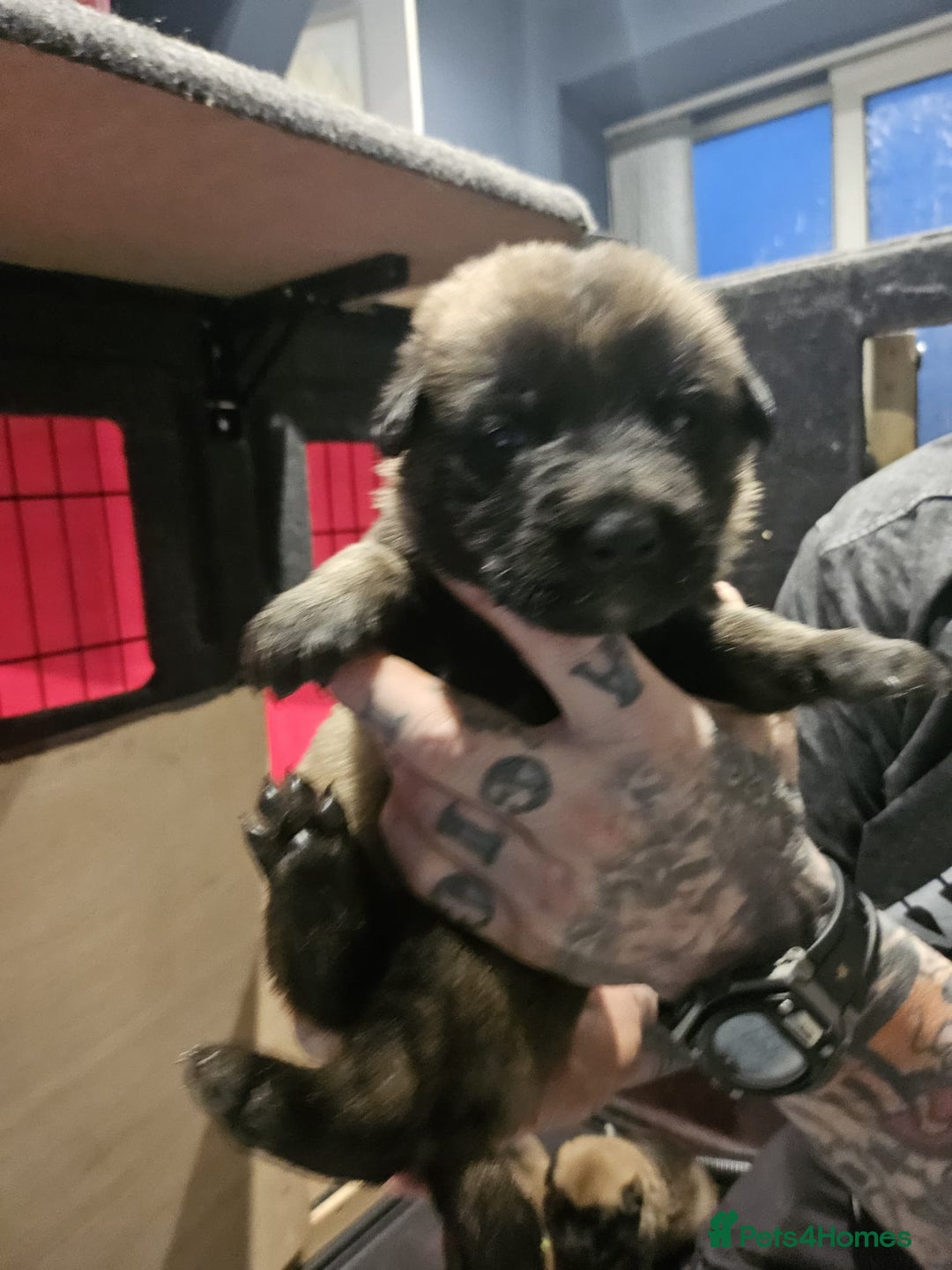 Belgian Shepherd Dog dogs for sale: Belgian Malinois Puppies for Sale 9 available - Advert 2