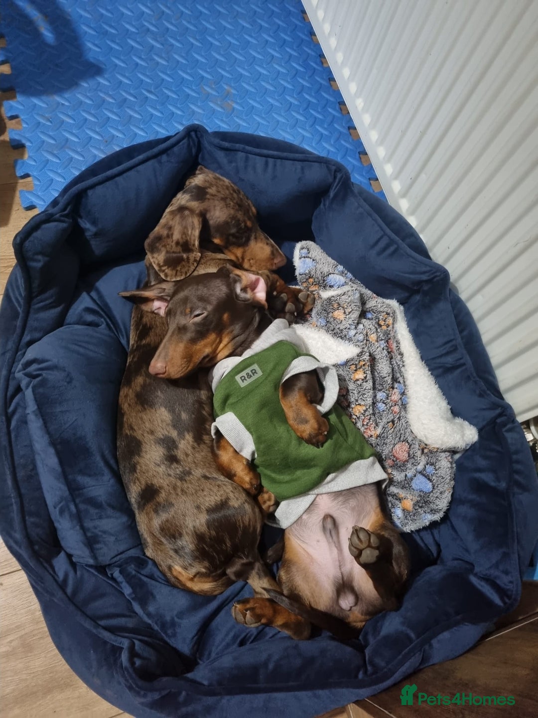 Miniature Dachshund dogs for sale: For Sale Adorable Miniature Dachshund puppies - Advert 29