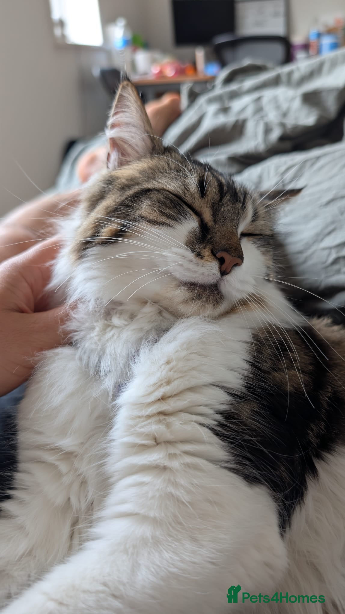 Mixed Breed cats Friendly 1 year old cat - Advert 1