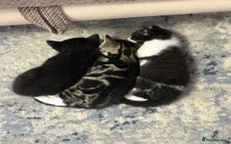 Domestic Shorthair cats for sale:  Beautiful Kittens Ready for Their Forever Homes.  - Image 3