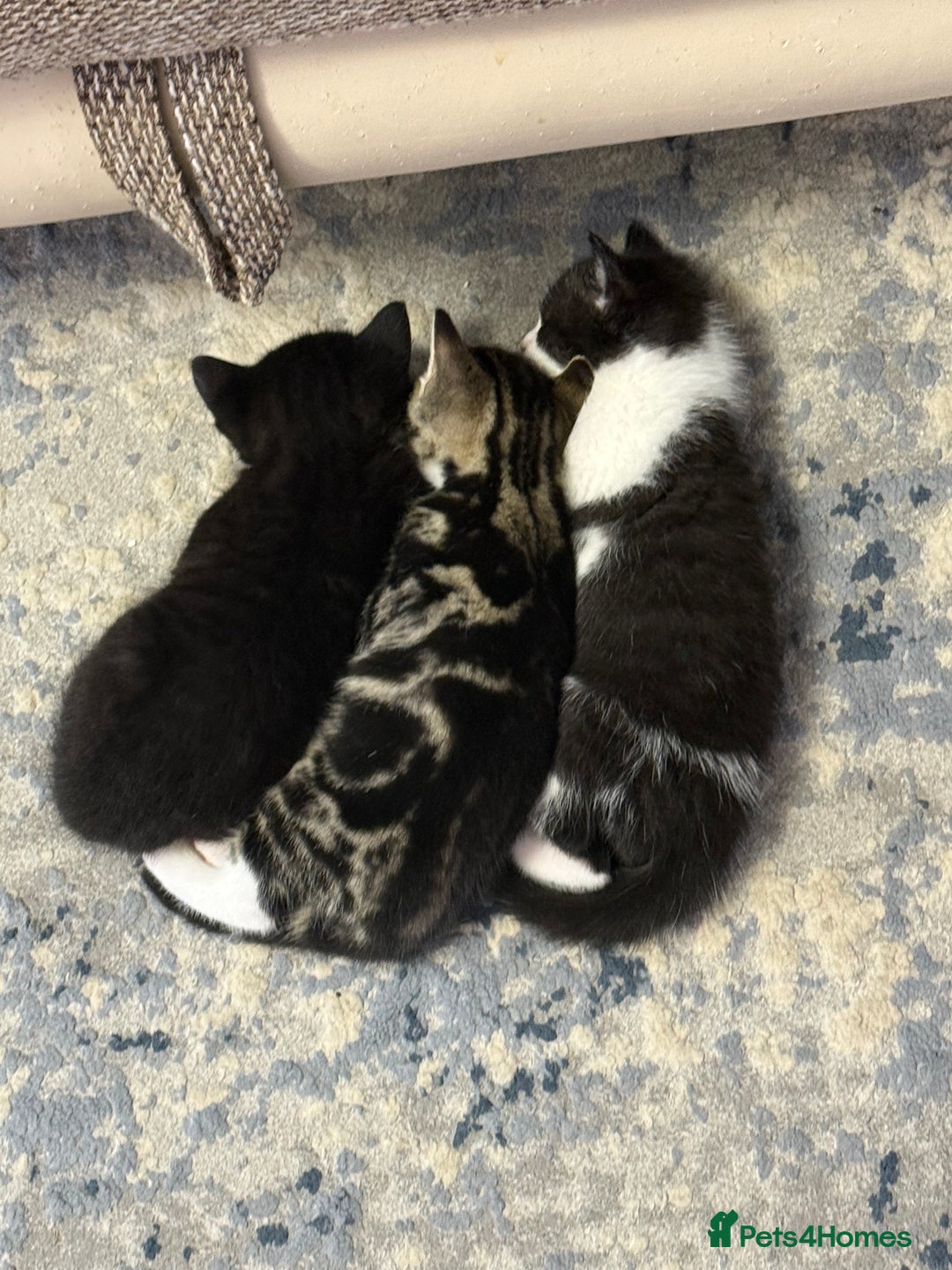 Domestic Shorthair cats for sale:  Beautiful Kittens Ready for Their Forever Homes.  - Image 3