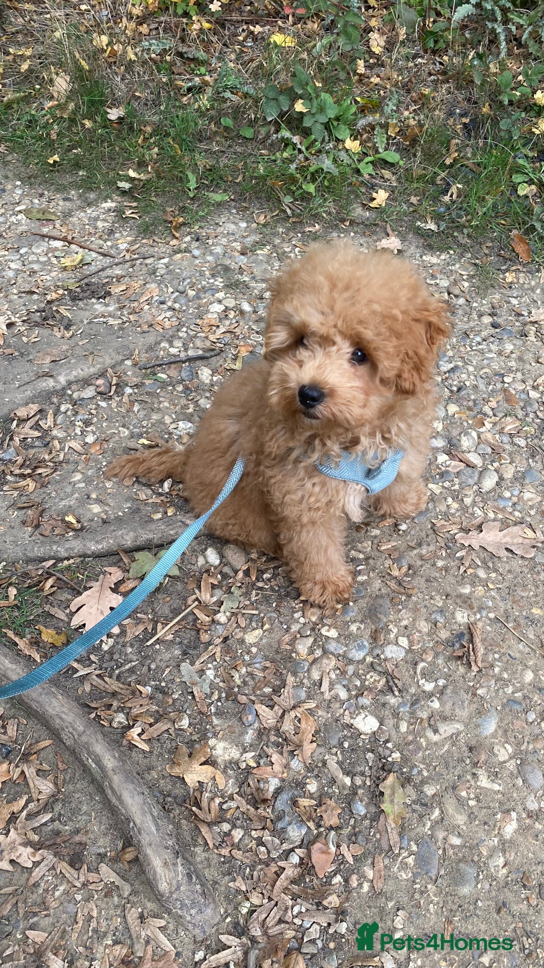Maltipoo dogs for sale: ❤️BEAUTIFUL MALTIPOO PUPPY FOR REHOMING❤️ - Image 7