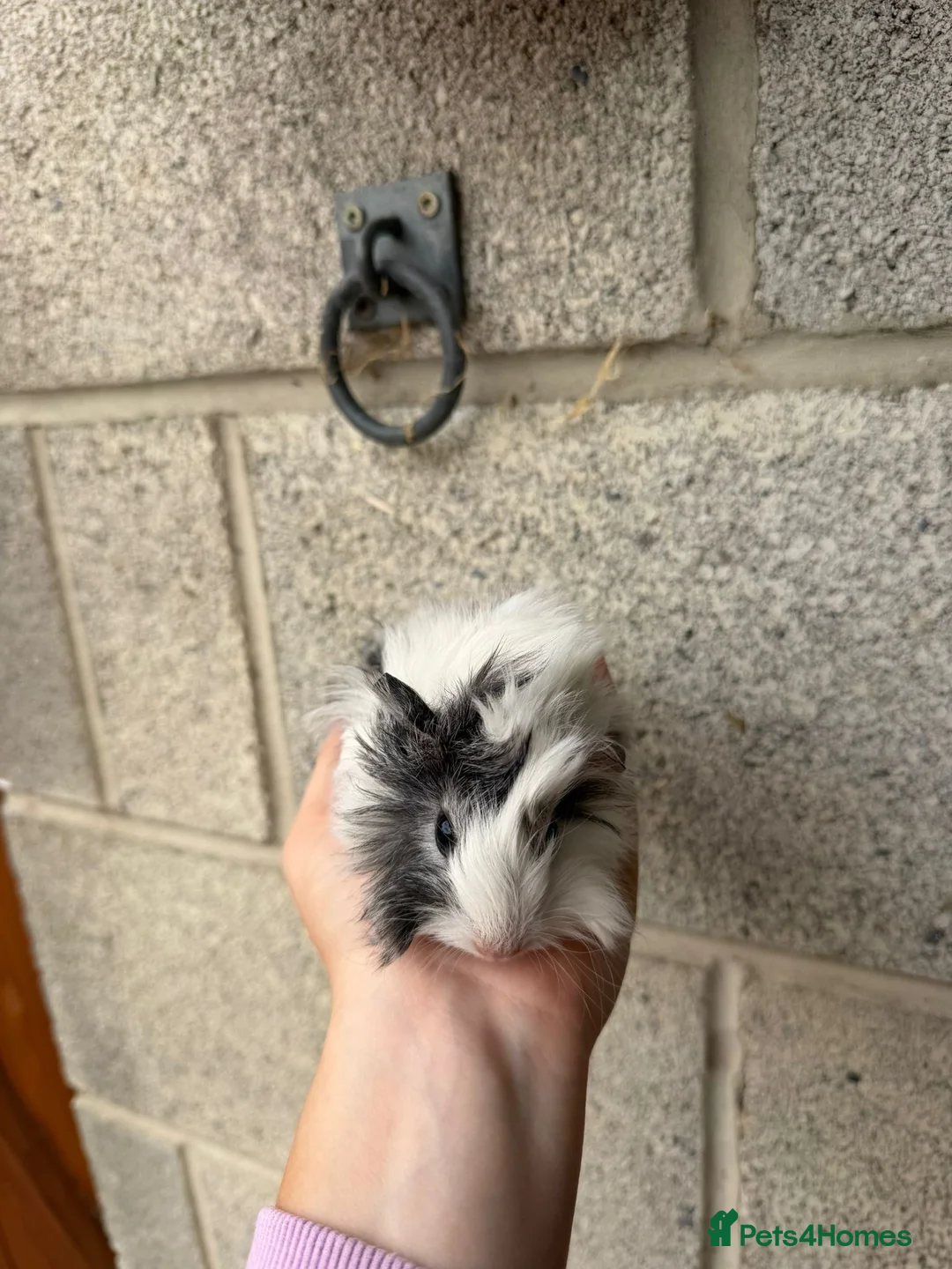 Guinea Pig rodents for sale: Gorgeous Guniea Pigs  - Advert 17
