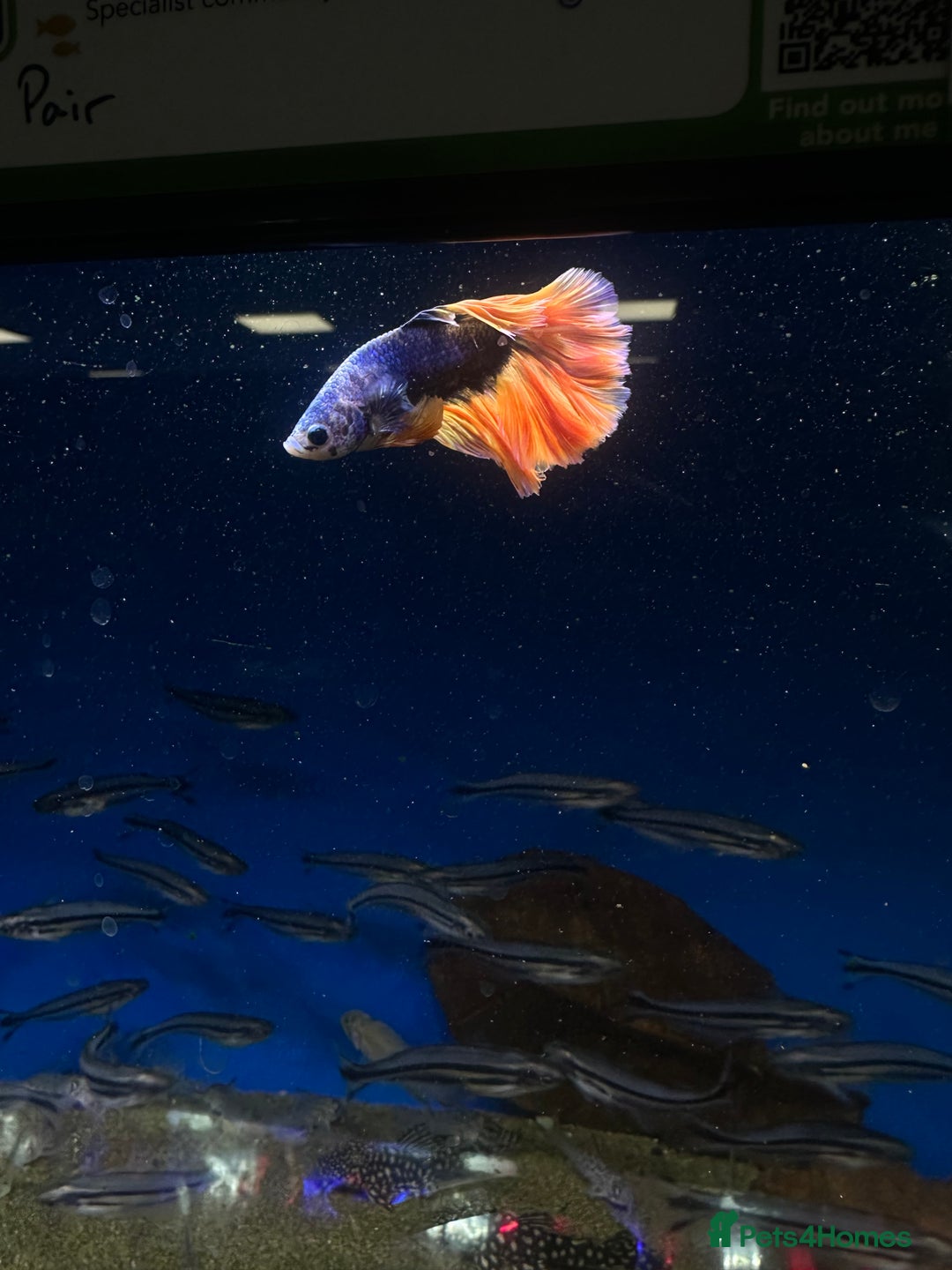 Bettas fish for sale: Male beta  - Advert 5