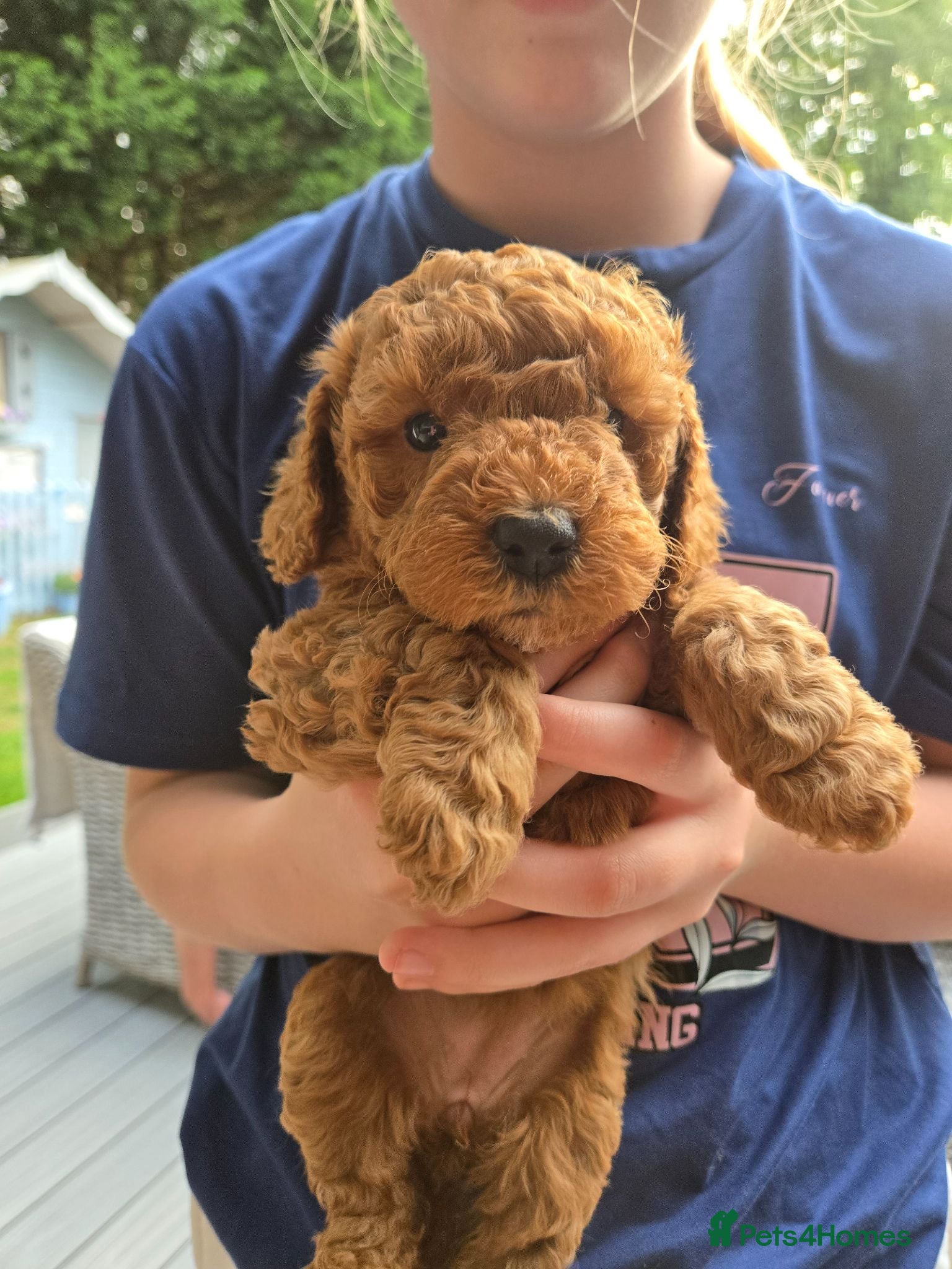 Cavapoo dogs Beautiful FOX RED F1B PUPPIES - Advert 6