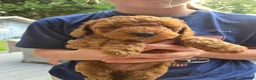 Cavapoo dogs for sale: ❤️cavapoo puppies F1b last 2 girls ❤️ - Advert 4