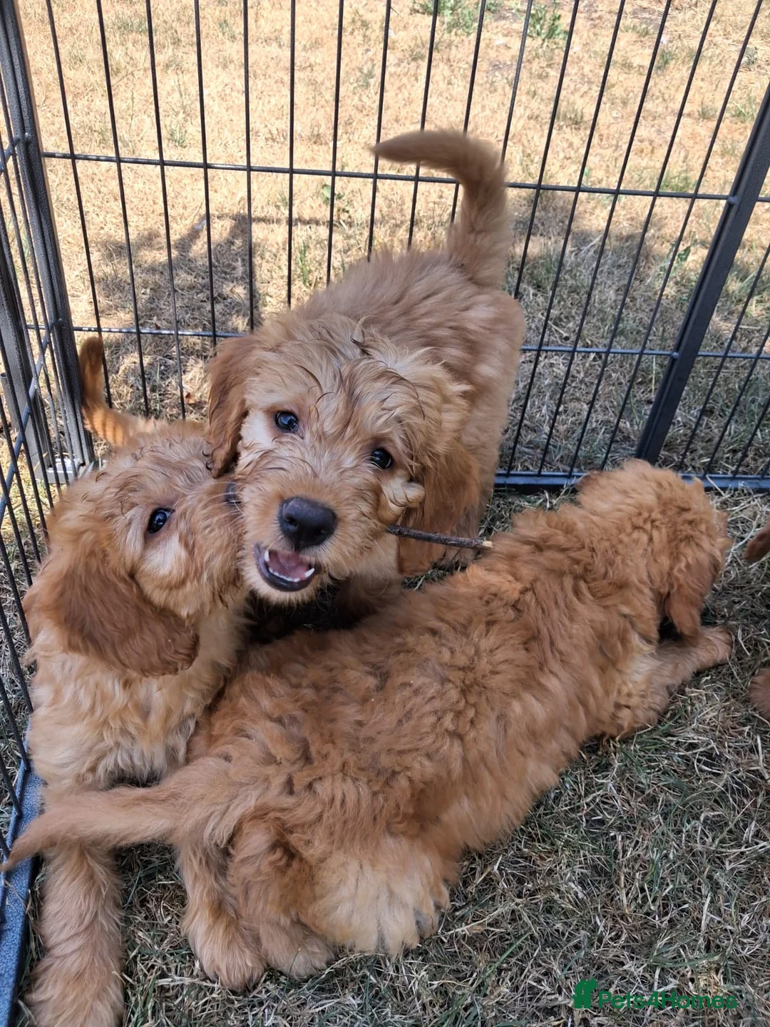 Mini Goldendoodle dogs for sale: F1 Fully Healthy Tested Goldendoodles  - Advert 16
