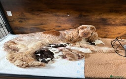 Cocker Spaniel dogs for sale: Show type cocker spaniels  - Image 1
