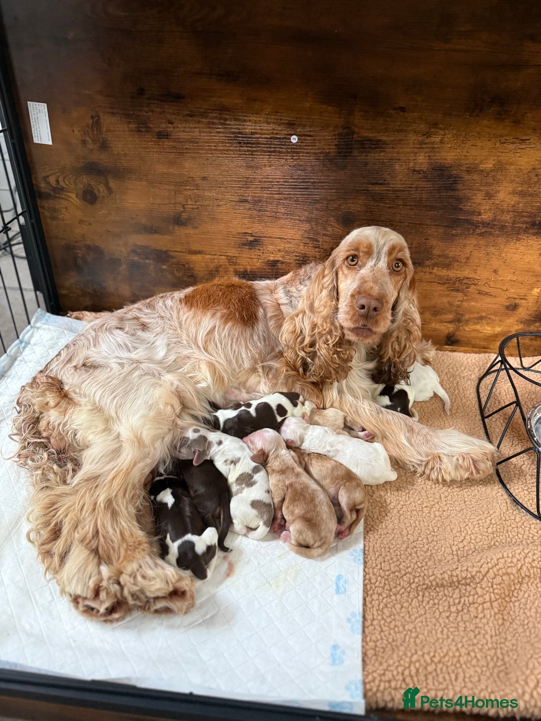 Cocker Spaniel dogs for sale: Show type cocker spaniels  - Image 1