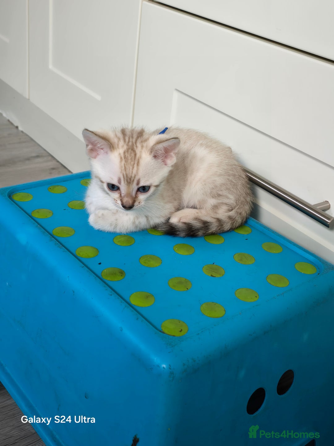Bengal cats for sale: 3 beautiful pure snow bengal kitten  - Image 8