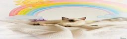Ragdoll cats for sale: GCCF Registered Ragdoll Kittens - Advert 11