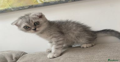 Scottish Fold cats - Advert 16