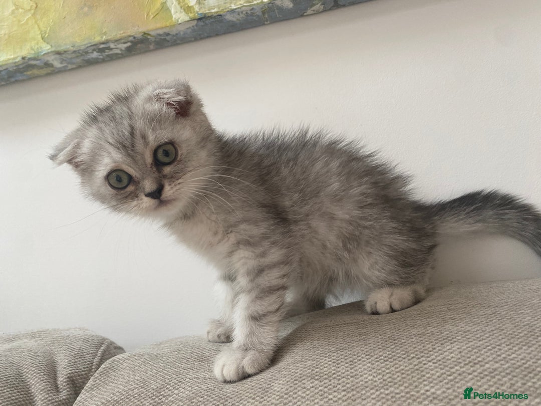 Scottish Fold cats for sale: Kittens scottish fold & Himalayan Persian mix  - Image 3