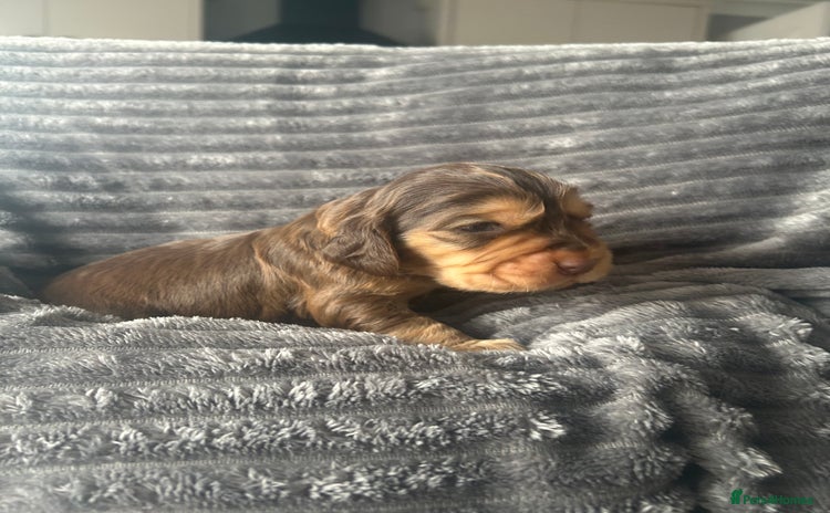 Cocker Spaniel dogs - Advert 4