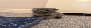Scottish Fold Kitten 4
