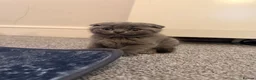 Scottish Fold cats for sale: Scottish fold Kitties  - Advert 9