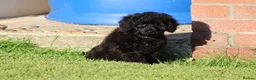 Cavapoo dogs for sale: Beautiful Cavapoo puppies for sale - Advert 16