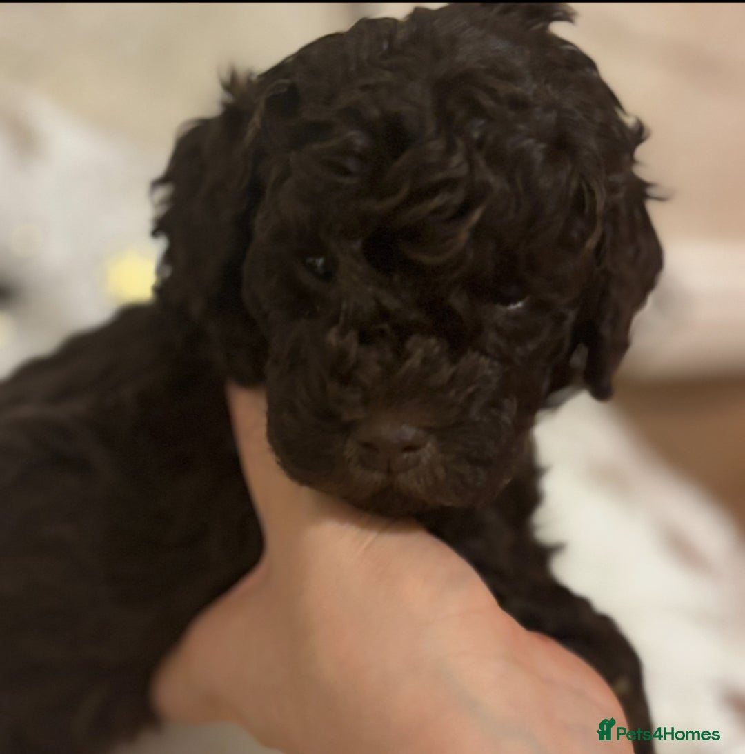 Cockapoo dogs for sale: Beautiful F2B Toy Cockapoo Puppies - Advert 14