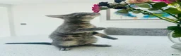 Bengal cats for sale: 3 Beautiful Blue Female TICA Reg Bengal kittens  - Advert 13