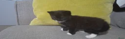 Mixed Breed cats for sale: Two female black and white kittens for sale - Advert 4