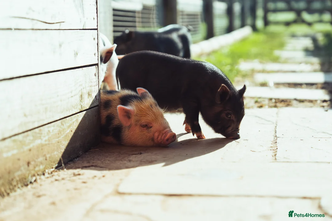Pig livestock for sale: 5 Miniature Micro Piglets - Advert 2