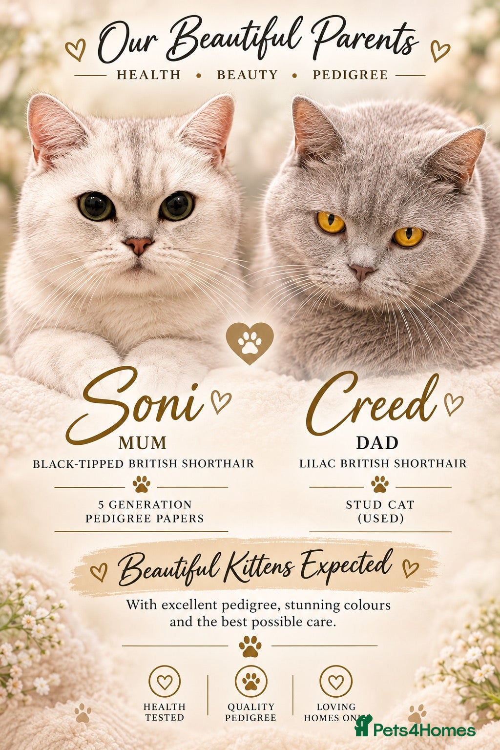 British Shorthair cats Waiting list! Beautiful British shorthair kittens! - Advert 6