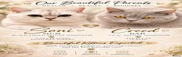 British Shorthair cats for sale: Waiting list! Beautiful British shorthair kittens! in Manchester - Advert 1