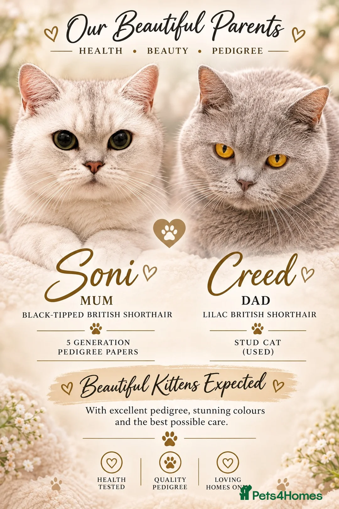 British Shorthair cats for sale: Waiting list! Beautiful British shorthair kittens! in Manchester - Advert 1