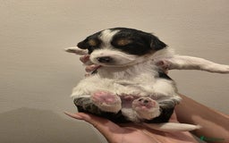 Yorkshire Terrier dogs for sale: Yorkies puppies for sale - Image 2