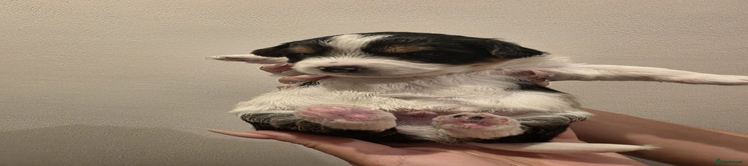 Yorkshire Terrier Puppy 2