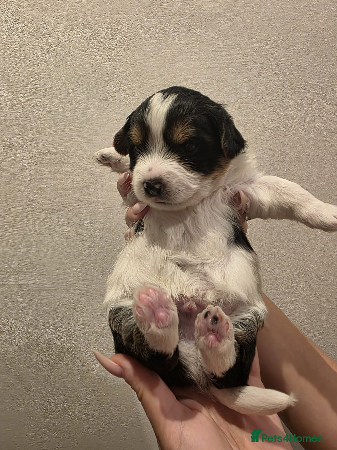 Yorkshire Terrier dogs for sale: Yorkies puppies for sale - Image 2