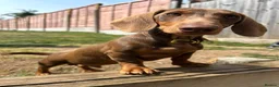 Miniature Dachshund dogs for sale: Miniature Dachshund for Rehoming in Birmingham - Advert 3