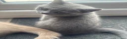 British Shorthair cats for sale: Last 2 girls available  - Advert 6