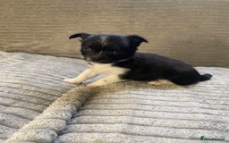Mixed Breed dogs for sale: Beautiful chi-jack puppies🐕ready to leave🐕 - Image 9