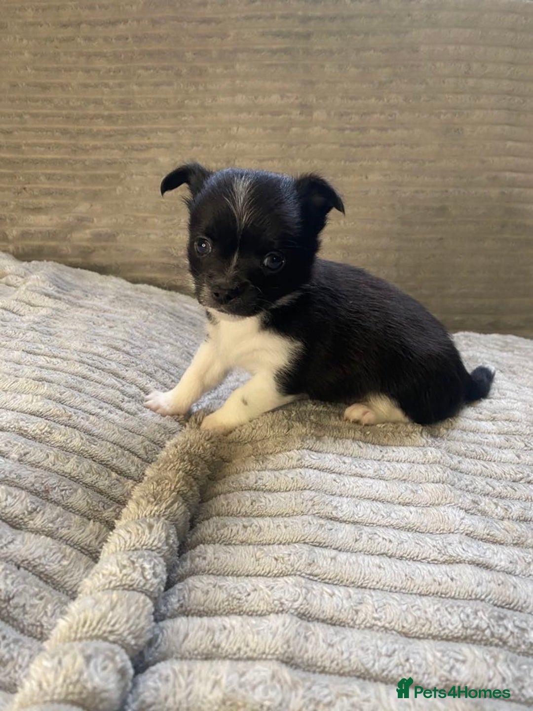 Mixed Breed dogs for sale: Beautiful chi-jack puppies🐕ready to leave🐕 - Image 9