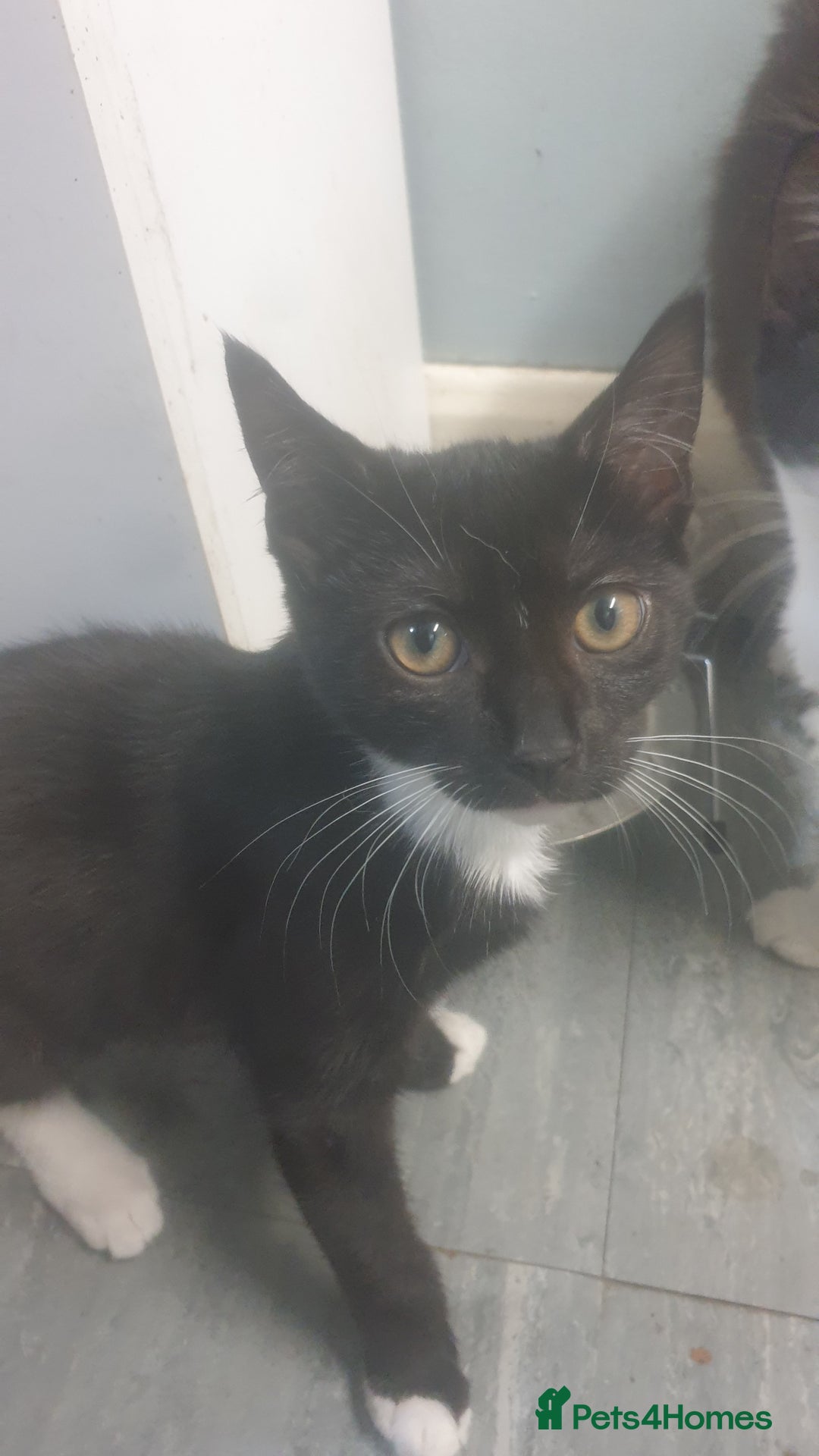 Domestic Shorthair cats for sale: Domestic kittens for sale - Advert 13