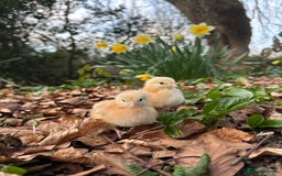 Chickens poultry for sale: Chickens, Ducks, Geese, Turkeys, Chicks and more  - Image 15