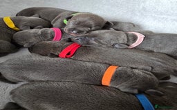 Staffordshire Bull Terrier dogs for sale: Staffordshire Bull Terrier Puppies - Image 8